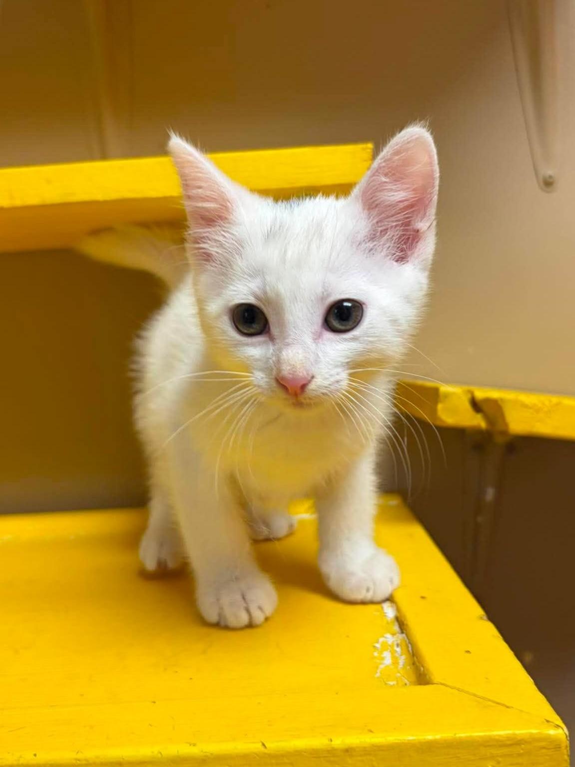 Conrad, adopted, Kitten Male Domestic Short Hair.