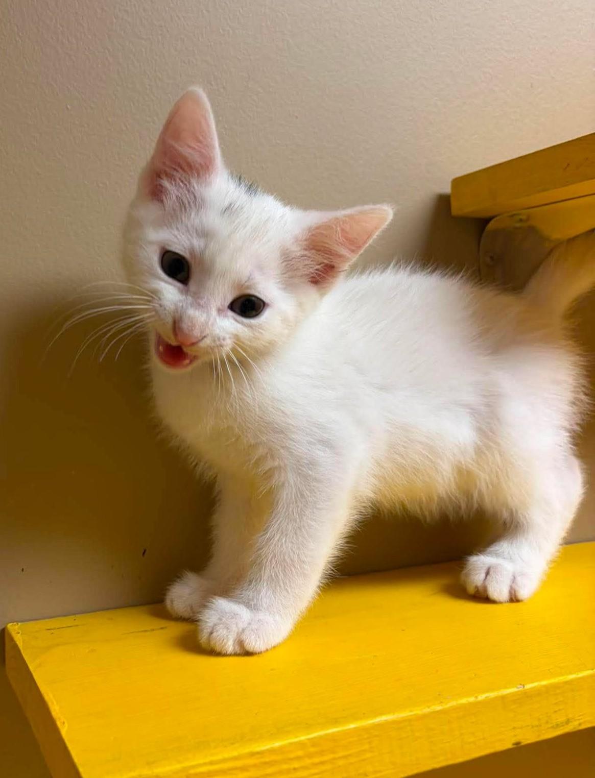 Conrad, an adopted mixed breed in Maryville, MO image 3/3
