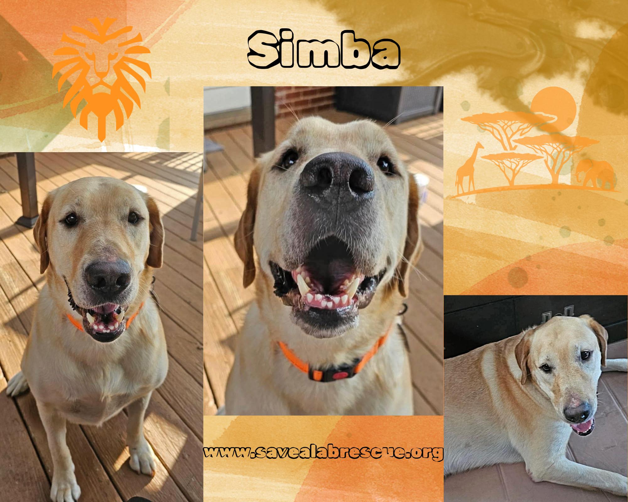 Simba, ADOPTABLE, Adult Male Labrador Retriever & Yellow Labrador Retriever.