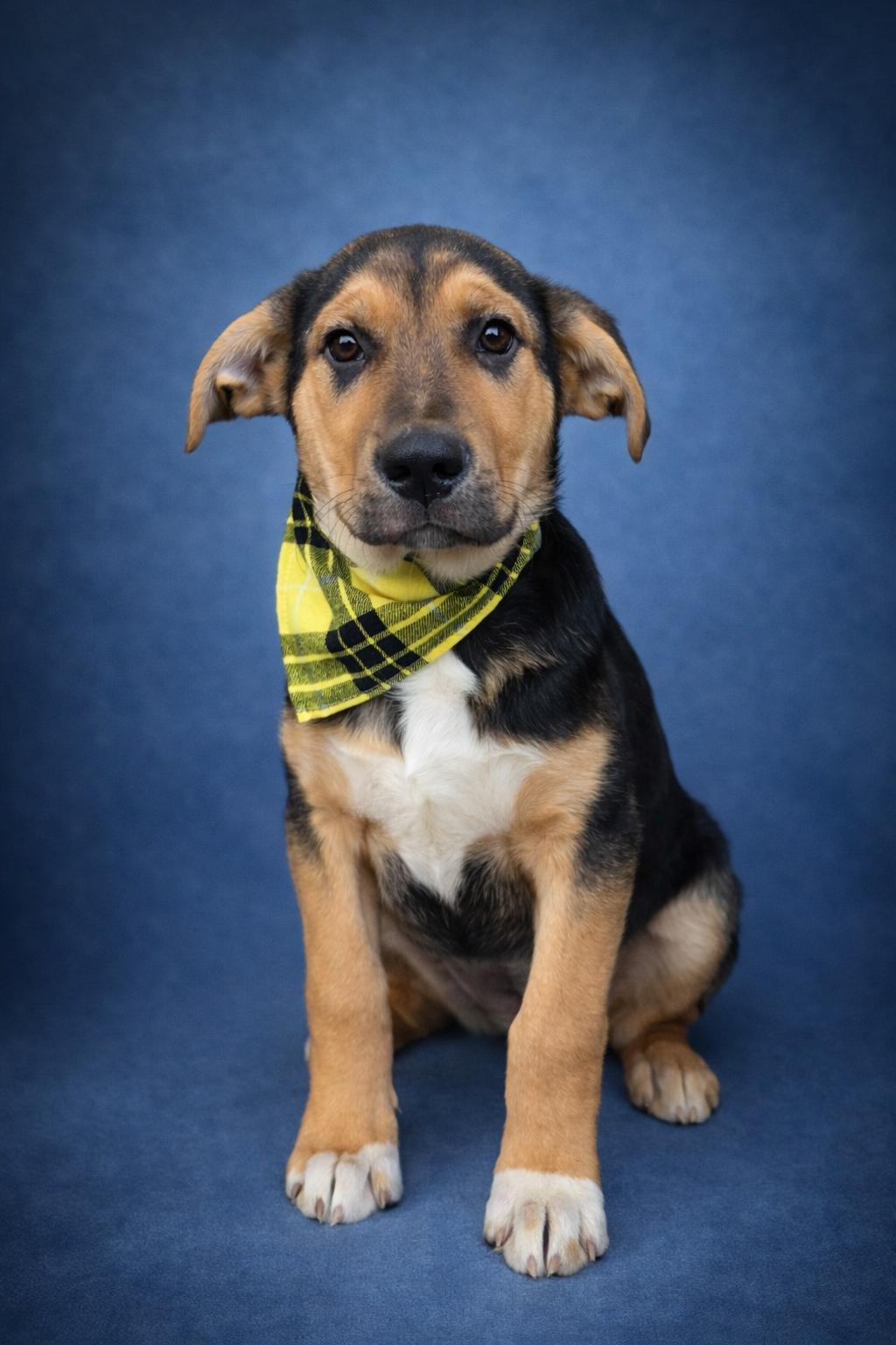 Enlarge Cash, a ADOPTABLE mixed breed in MURRIETA, CA image 1/1