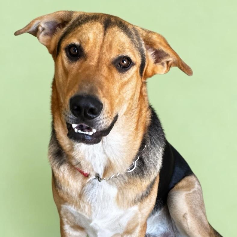 Cash, Adoptable, Puppy Male German Shepherd Dog.