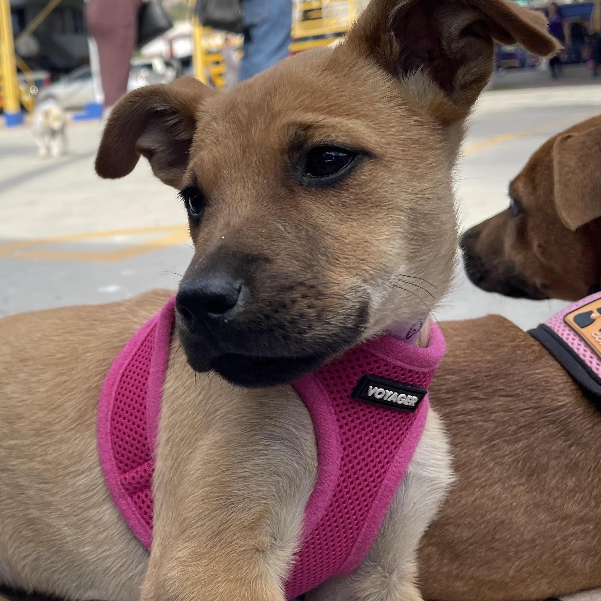 Enlarge MISHA 15 weeks , an adopted mixed breed in Aliso Viejo, CA image 3/4