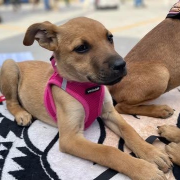 Enlarge MISHA 15 weeks , an adopted mixed breed in Aliso Viejo, CA image 1/4