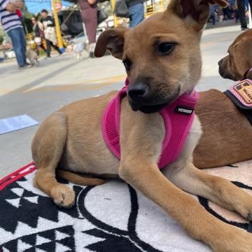 Enlarge MISHA 15 weeks , an adopted mixed breed in Aliso Viejo, CA image 2/4