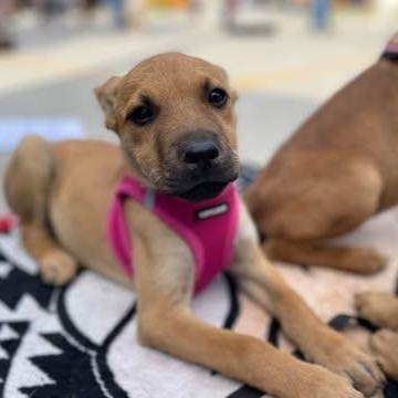 Enlarge MISHA 15 weeks , an adopted mixed breed in Aliso Viejo, CA image 4/4