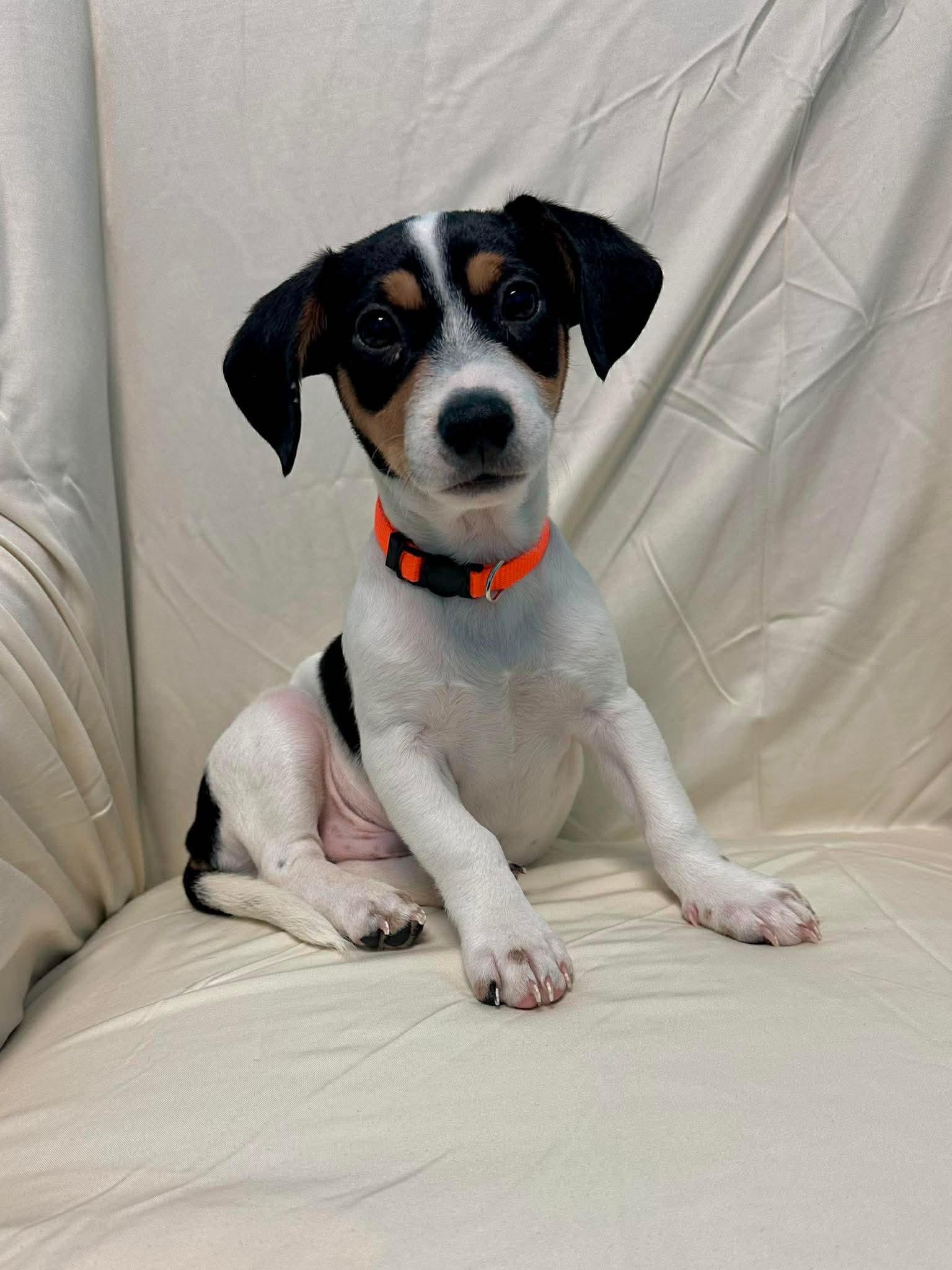 Gus, Adoptable, Puppy Male Cattle Dog.
