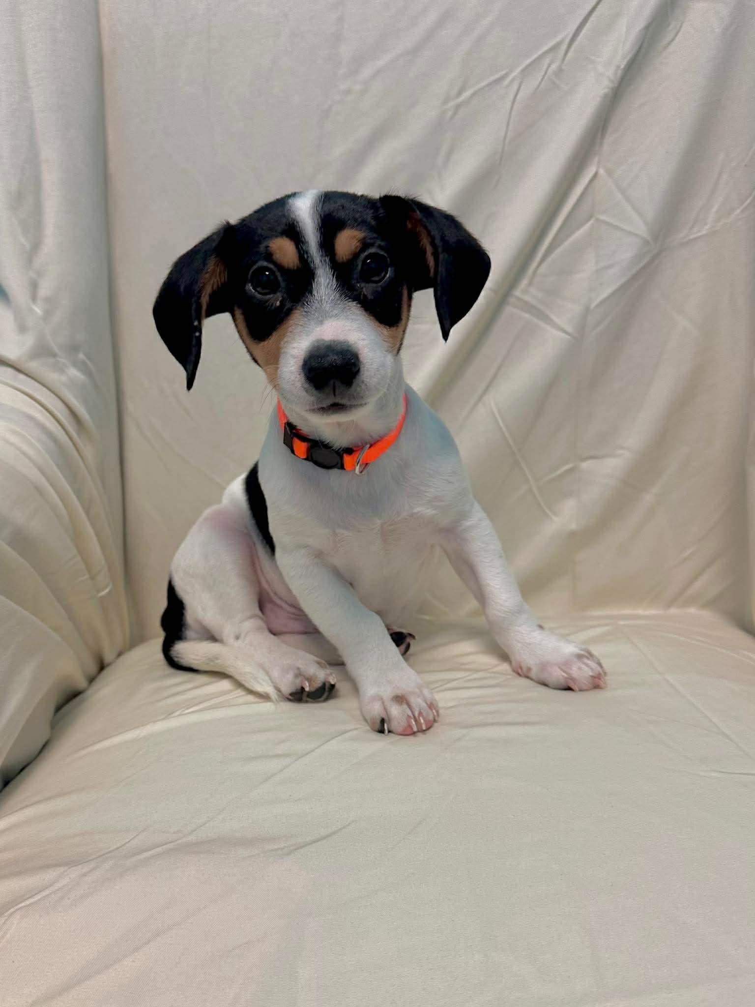 Enlarge Gus, a Adoptable mixed breed in Walker, LA image 2/3