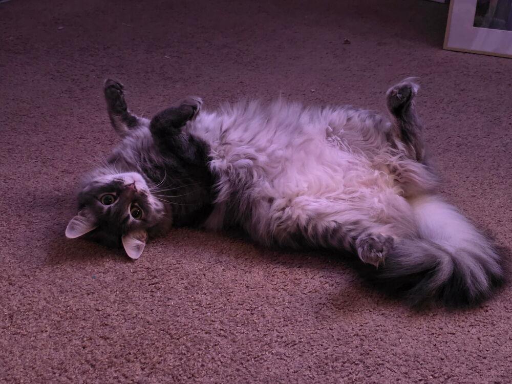 Enlarge Ophelia, a Adoptable Domestic Medium Hair in Lancaster, CA image 1/6