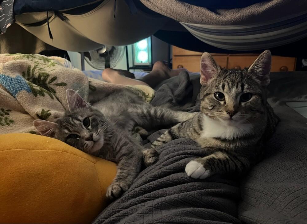 Enlarge Ophelia, a Adoptable Domestic Medium Hair in Lancaster, CA image 2/6