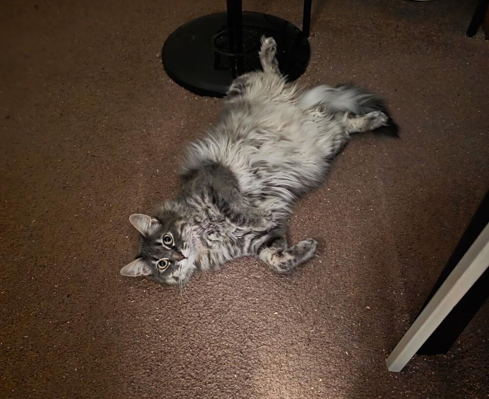 Enlarge Ophelia, a Adoptable Domestic Medium Hair in Lancaster, CA image 4/6