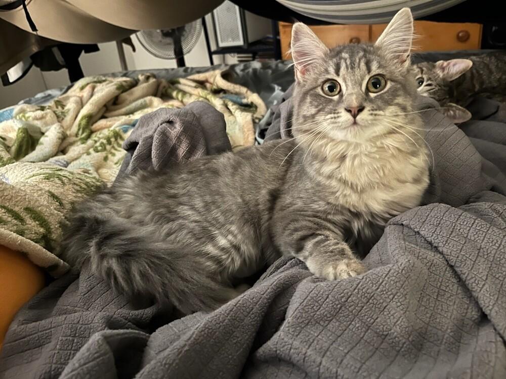 Enlarge Ophelia, a Adoptable Domestic Medium Hair in Lancaster, CA image 5/6