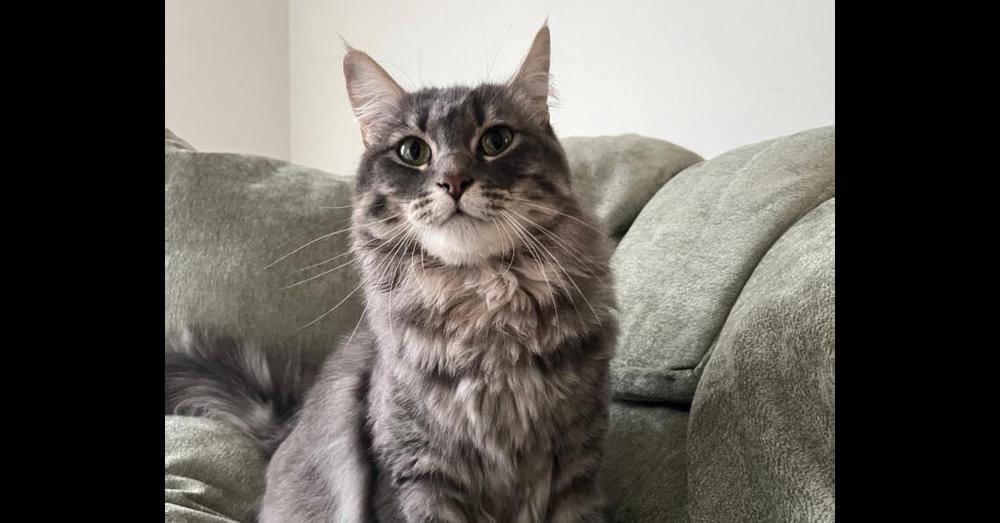 Enlarge Ophelia, a Adoptable Domestic Medium Hair in Lancaster, CA image 6/6