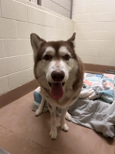 RED, Adoptable, Adult Male Alaskan Malamute.