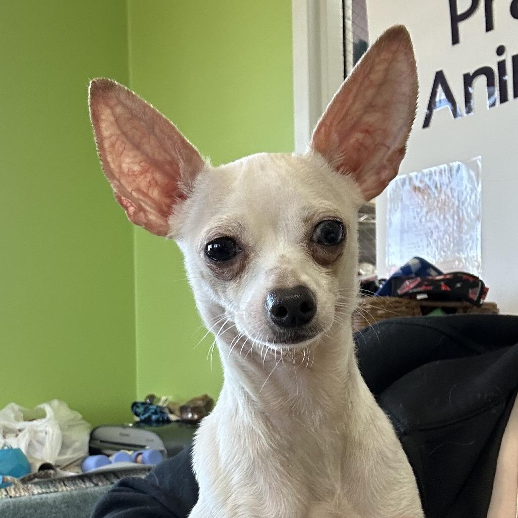 Harry, Adoptable, Senior Male Chihuahua.