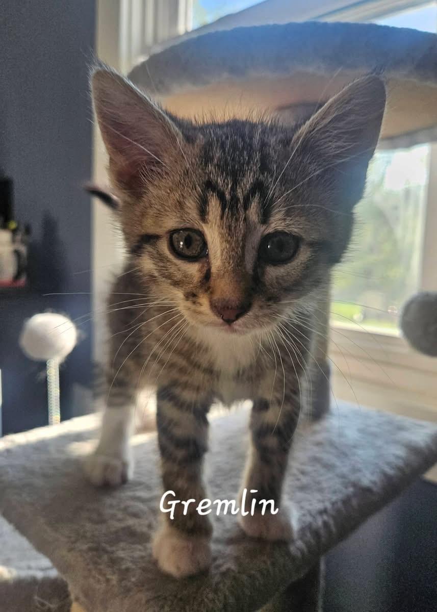 Enlarge Gremlin , an adopted Domestic Short Hair in Elyria, OH image 1/1