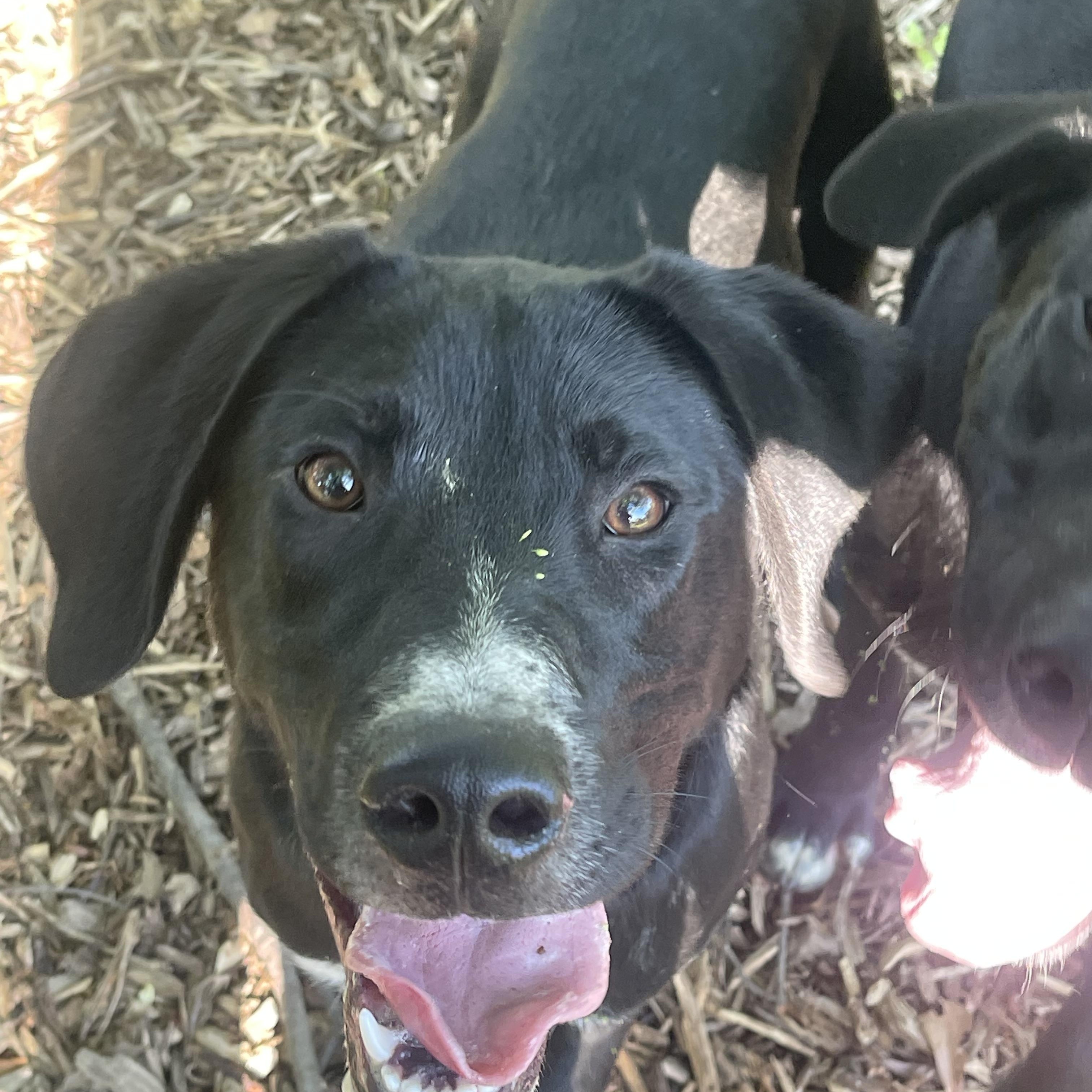Otis, Young Male Black Labrador Retriever