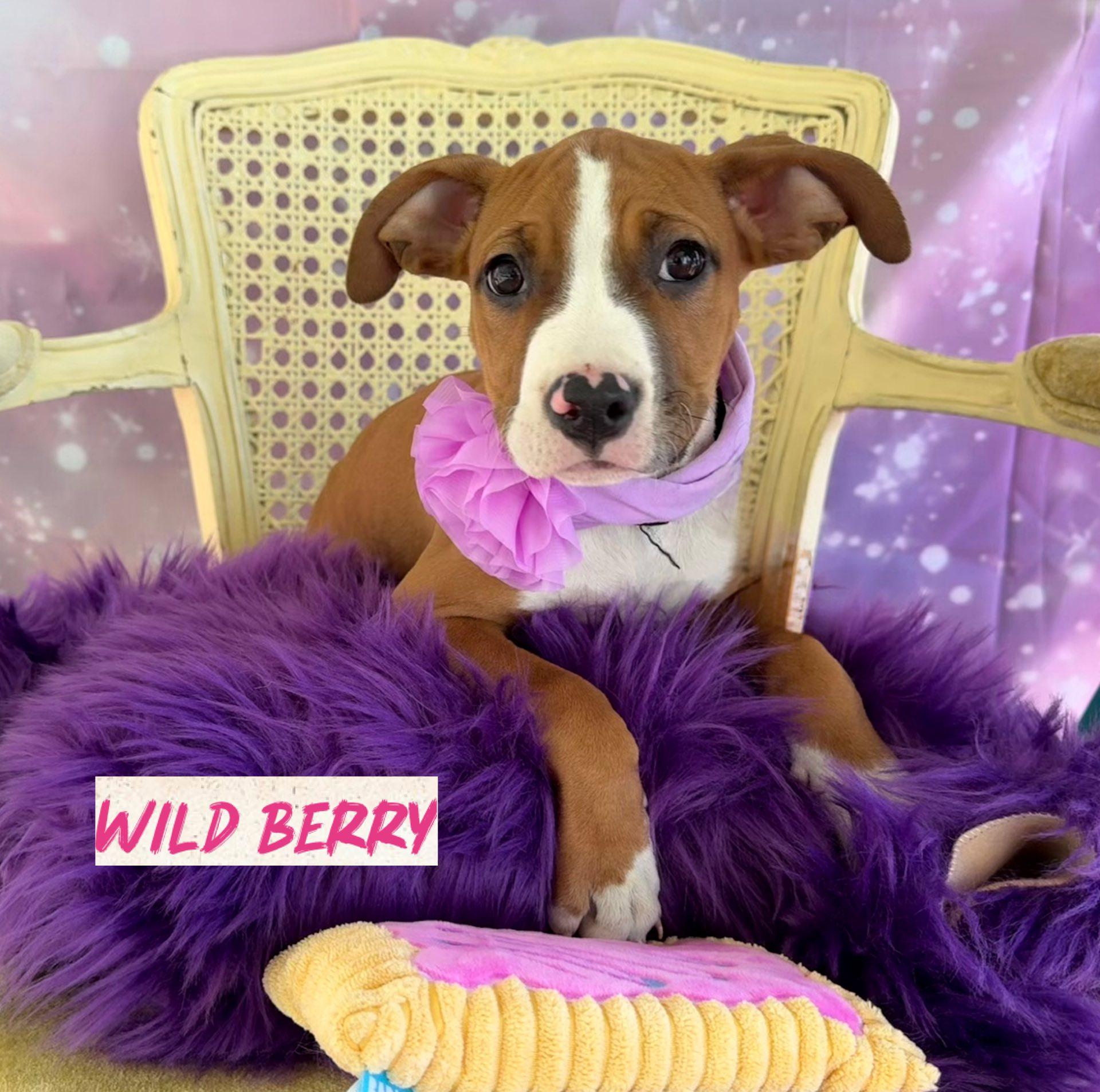 Enlarge Wild Berry, a ADOPTABLE mixed breed in Washington , PA image 1/1