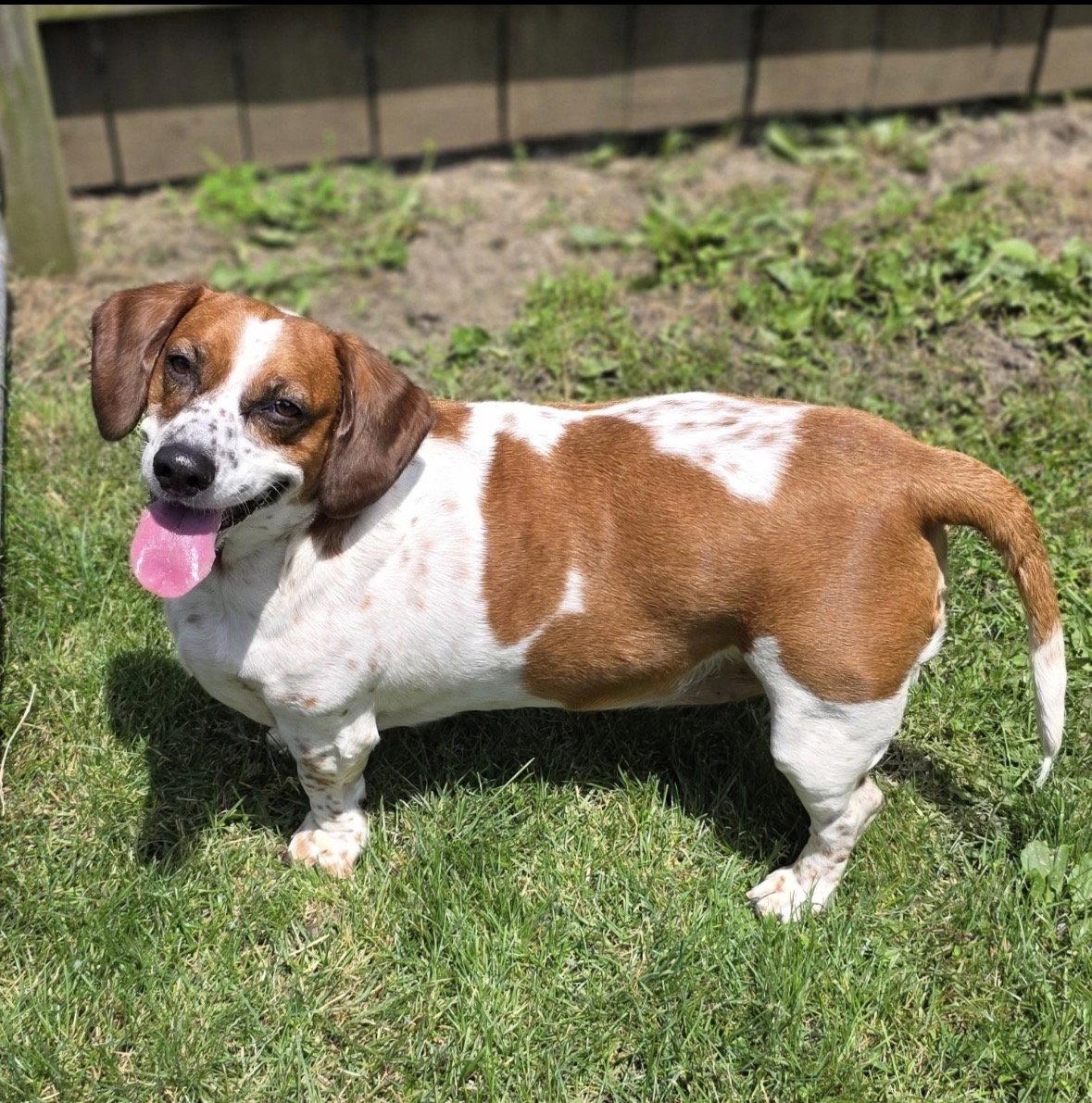 Shortcake, Adoptable, Adult Female Basset Hound & Beagle.