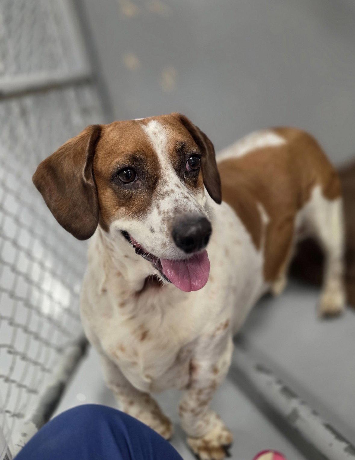 Shortcake, a Adoptable mixed breed in Brookville, OH image 2/3