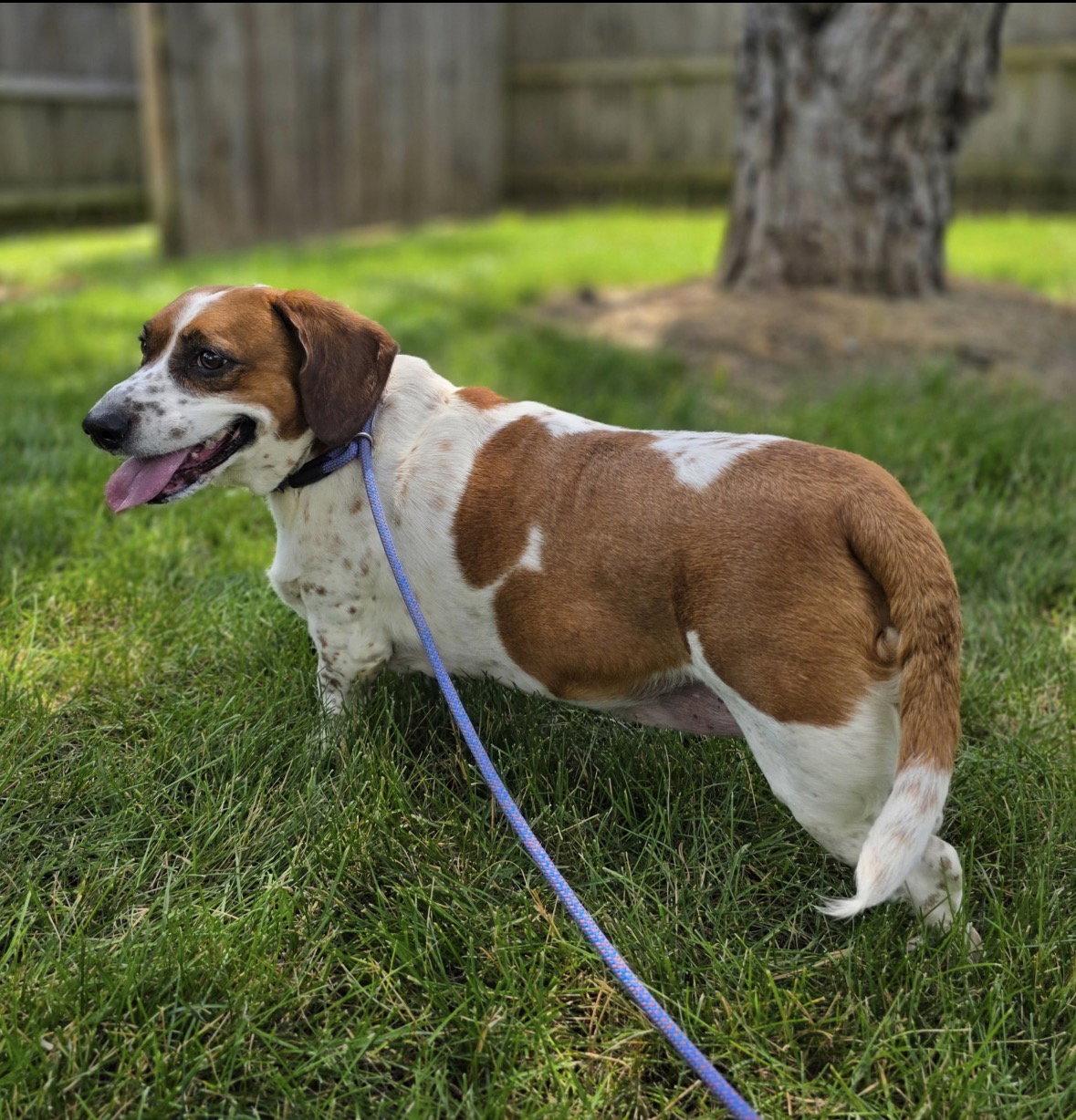 Shortcake, a Adoptable mixed breed in Brookville, OH image 3/3