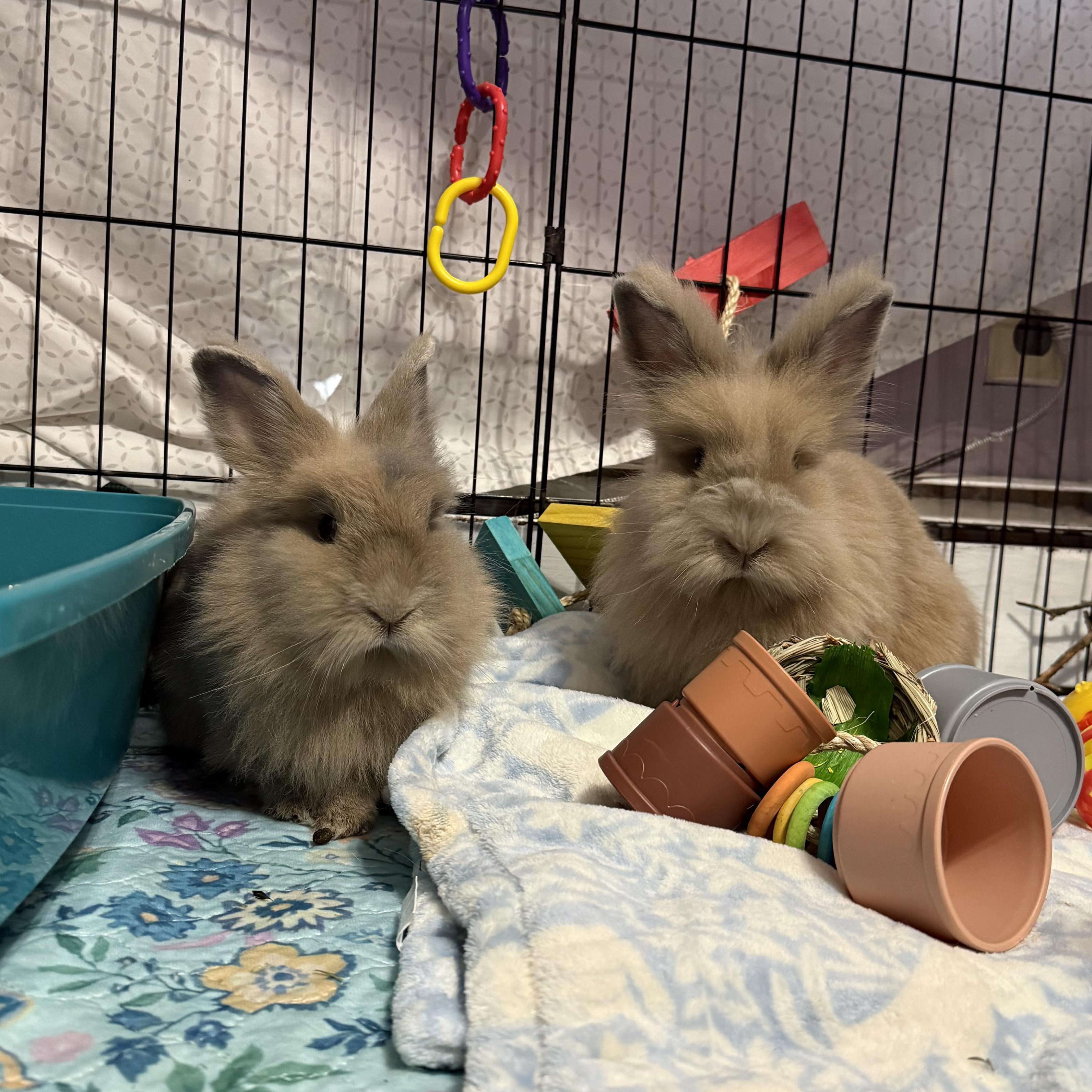 Enlarge Lucy - & Ethel, an adopted mixed breed in Worcester, MA image 2/2