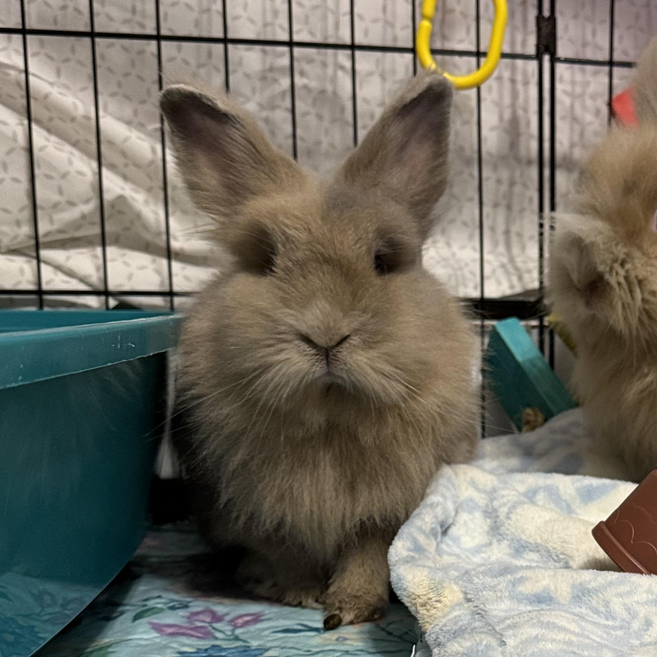 Lucy - & Ethel, adopted, Adult Female Lionhead & Dwarf.