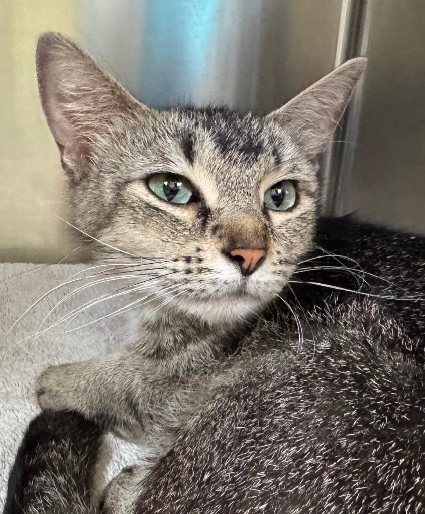 Enlarge Marta, an adopted Domestic Short Hair in Tomah, WI image 1/1
