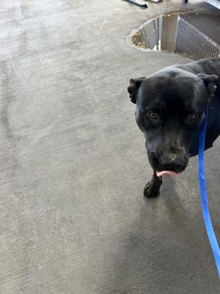 Farkle — thumbnail 2