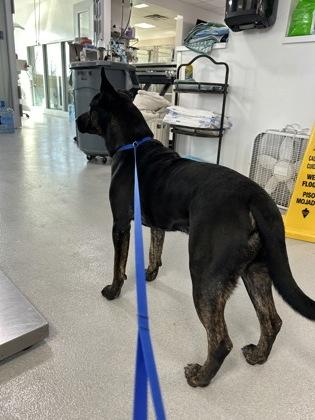 Farkle — thumbnail 5