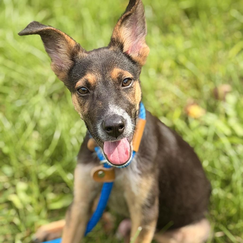 Enlarge Pickle, a Adoptable mixed breed in Sparta, NJ image 1/6