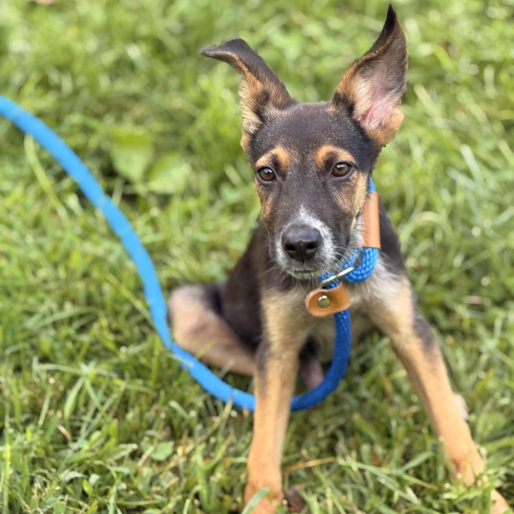 Enlarge Pickle, a Adoptable mixed breed in Sparta, NJ image 2/6