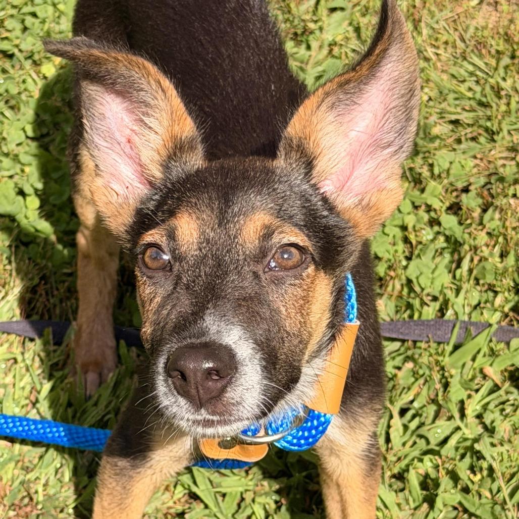 Enlarge Pickle, a Adoptable mixed breed in Sparta, NJ image 3/6