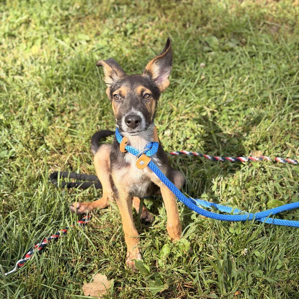 Enlarge Pickle, a Adoptable mixed breed in Sparta, NJ image 4/6