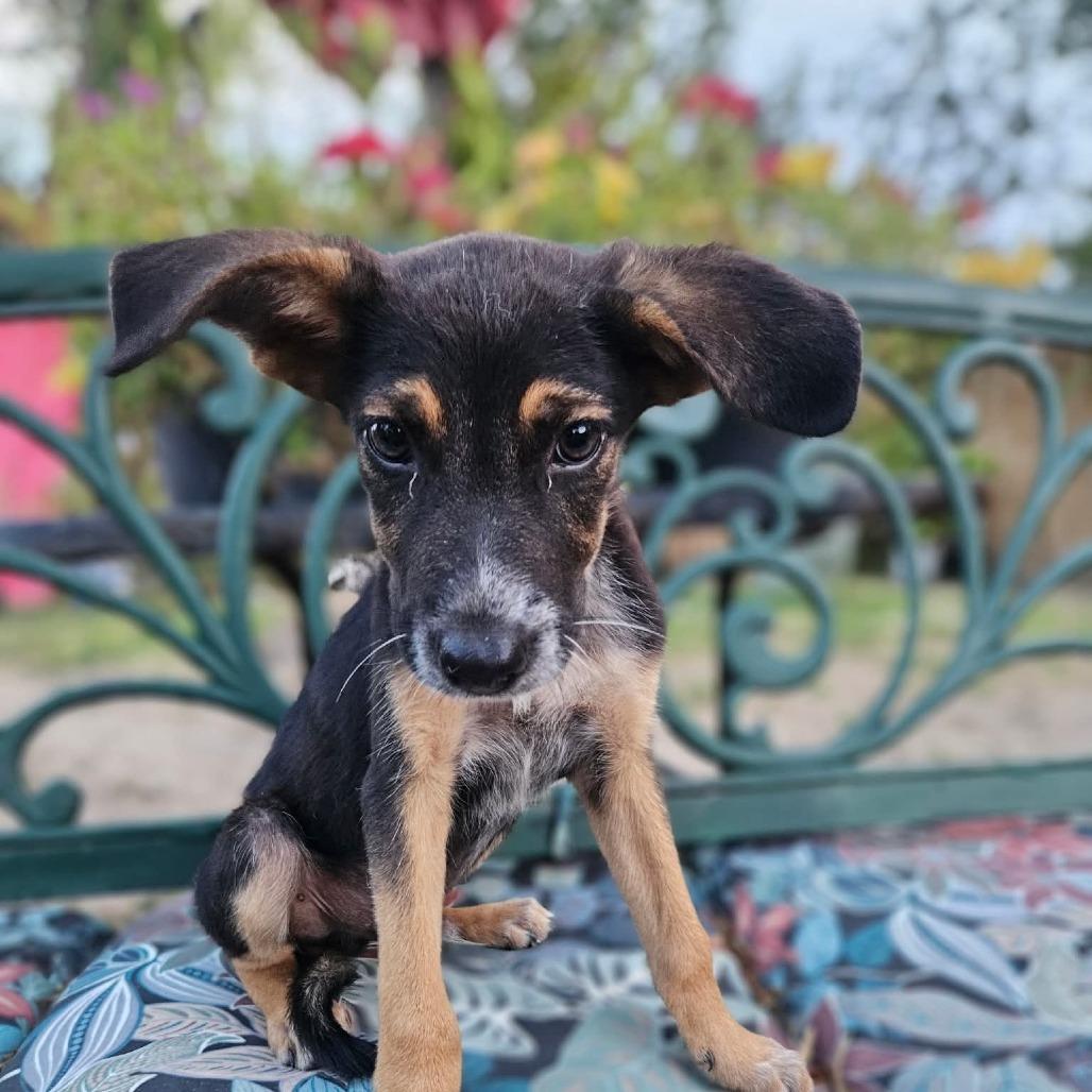 Enlarge Pickle, a Adoptable mixed breed in Sparta, NJ image 5/6