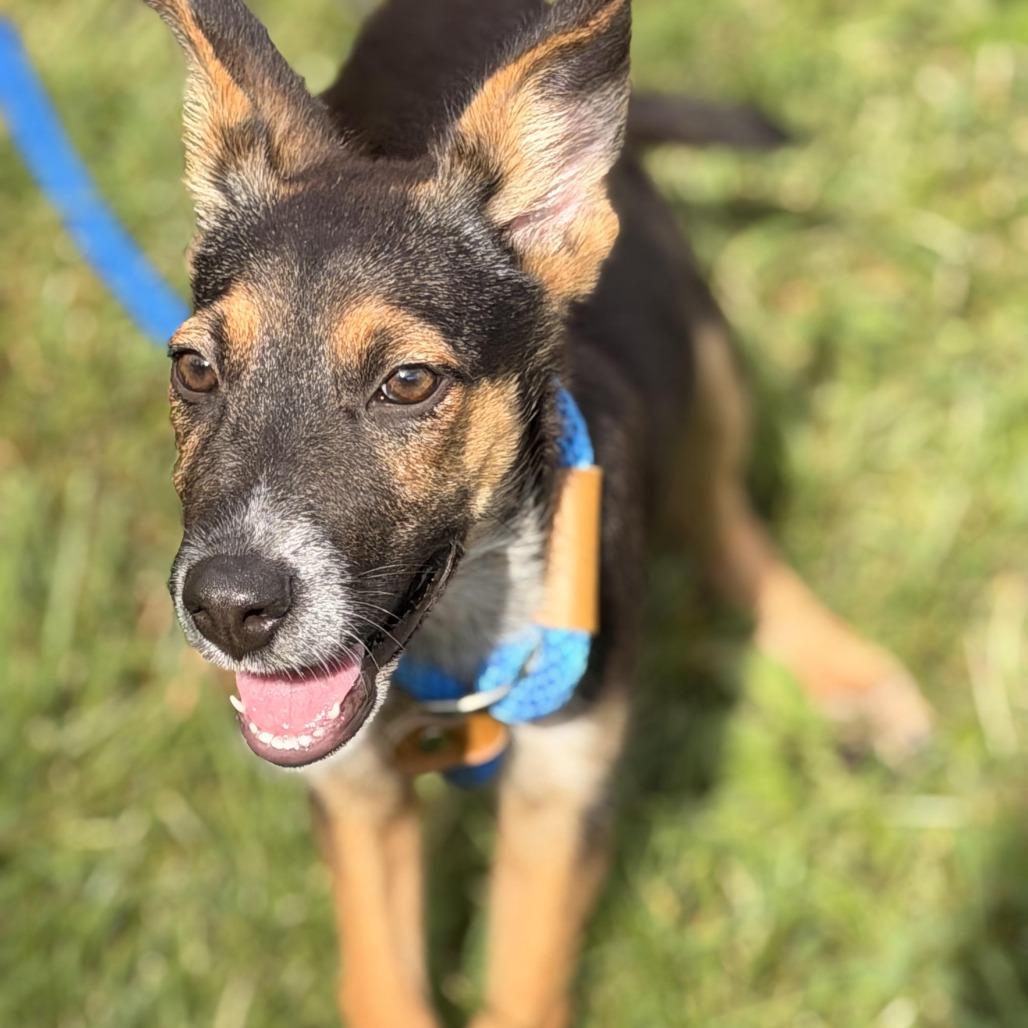 Enlarge Pickle, a Adoptable mixed breed in Sparta, NJ image 6/6