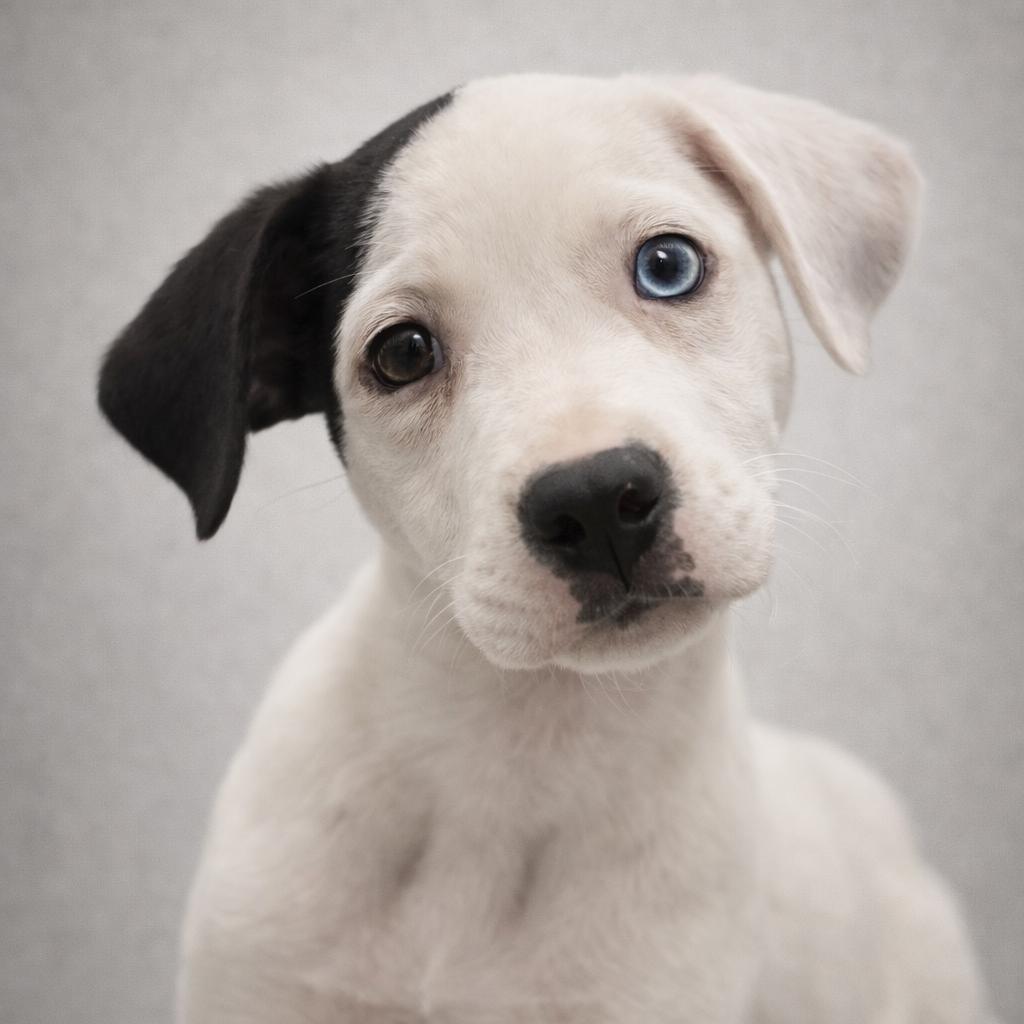 Enlarge Helga, a Adoptable Mixed Breed in Corbin, KY image 1/2