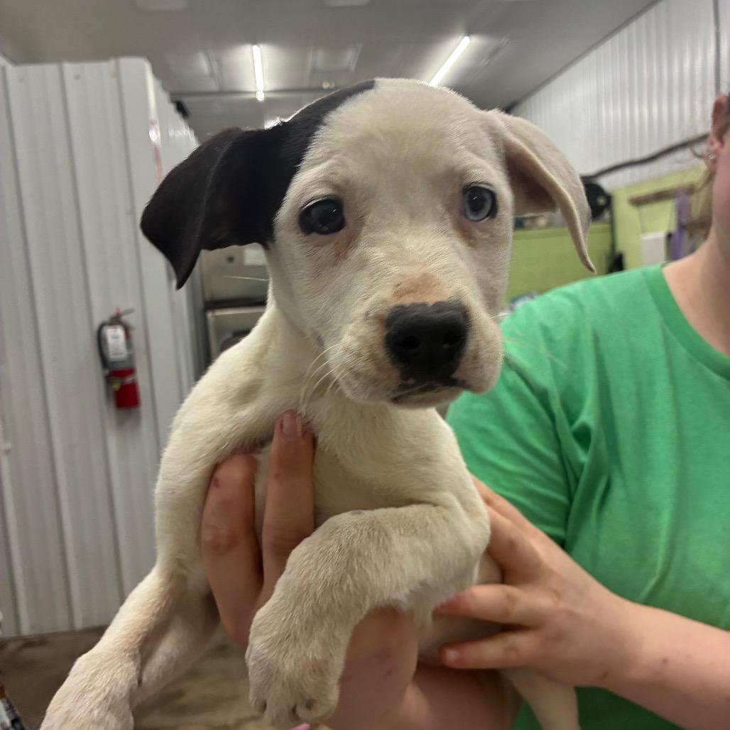 Enlarge Helga, a Adoptable Mixed Breed in Corbin, KY image 2/2