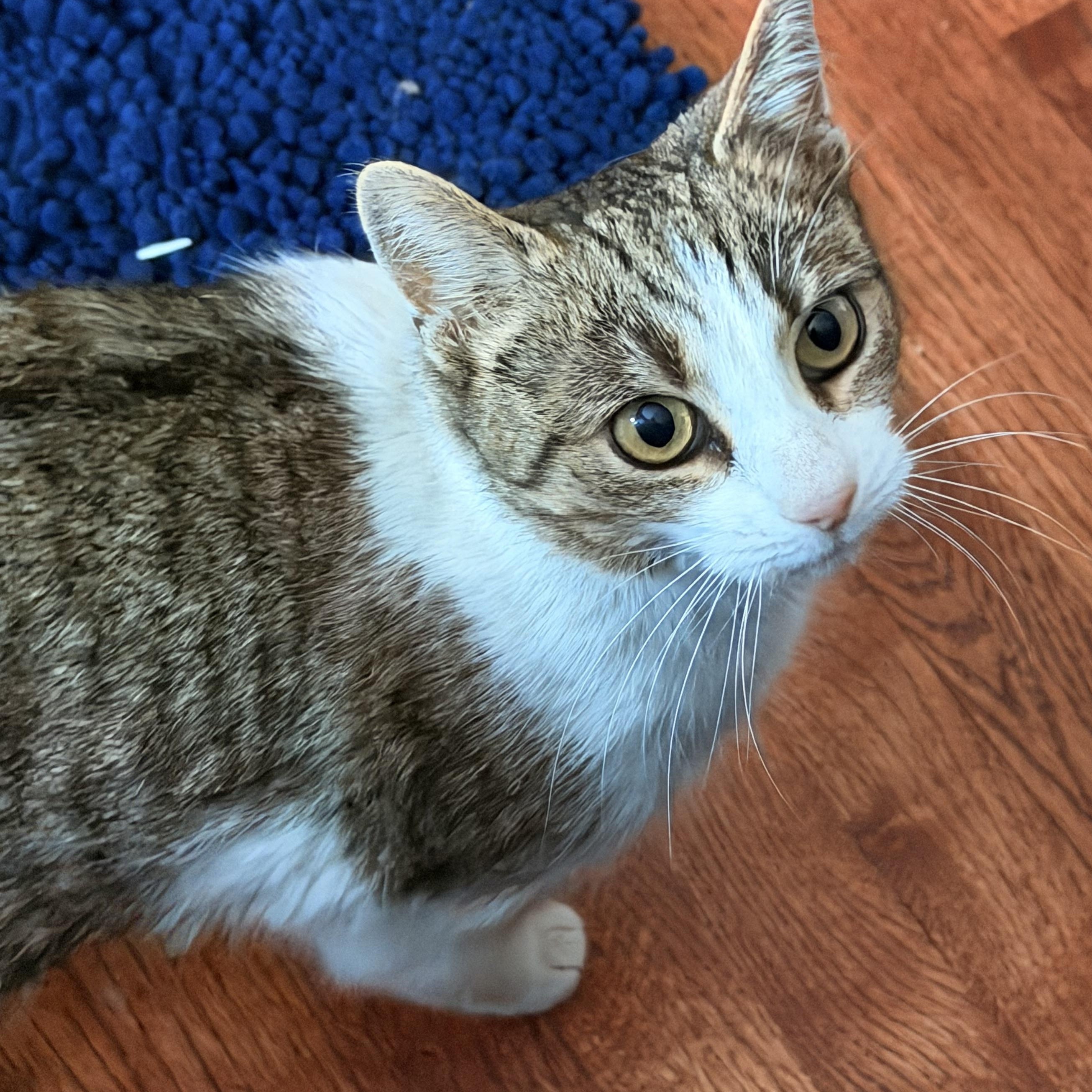 Enlarge Shelby, a Adoptable Domestic Short Hair in Sterling Heights, MI image 1/3