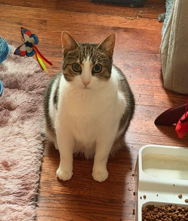 Enlarge Shelby, a Adoptable Domestic Short Hair in Sterling Heights, MI image 1/4