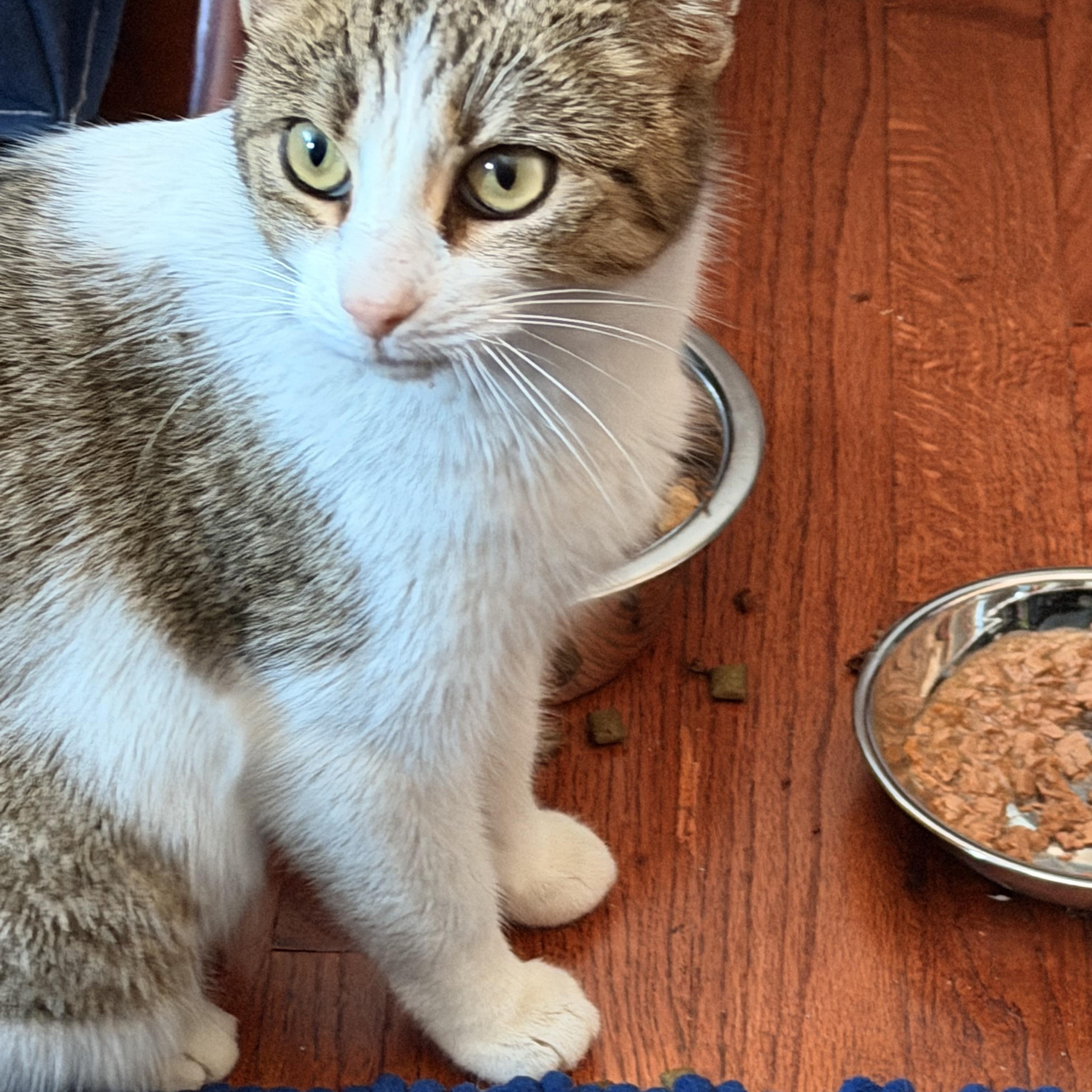 Enlarge Shelby, a Adoptable Domestic Short Hair in Sterling Heights, MI image 2/3