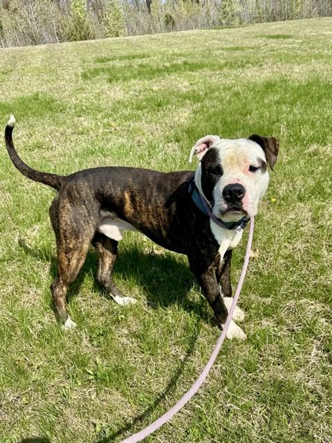 SHADOW, Adoptable, Adult Male Pit Bull Terrier.