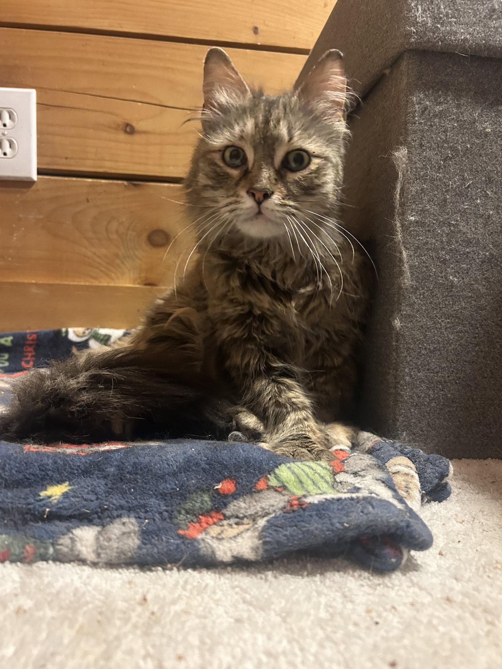 Enlarge Beyonce, a Adoptable mixed breed in Absecon, NJ image 2/3