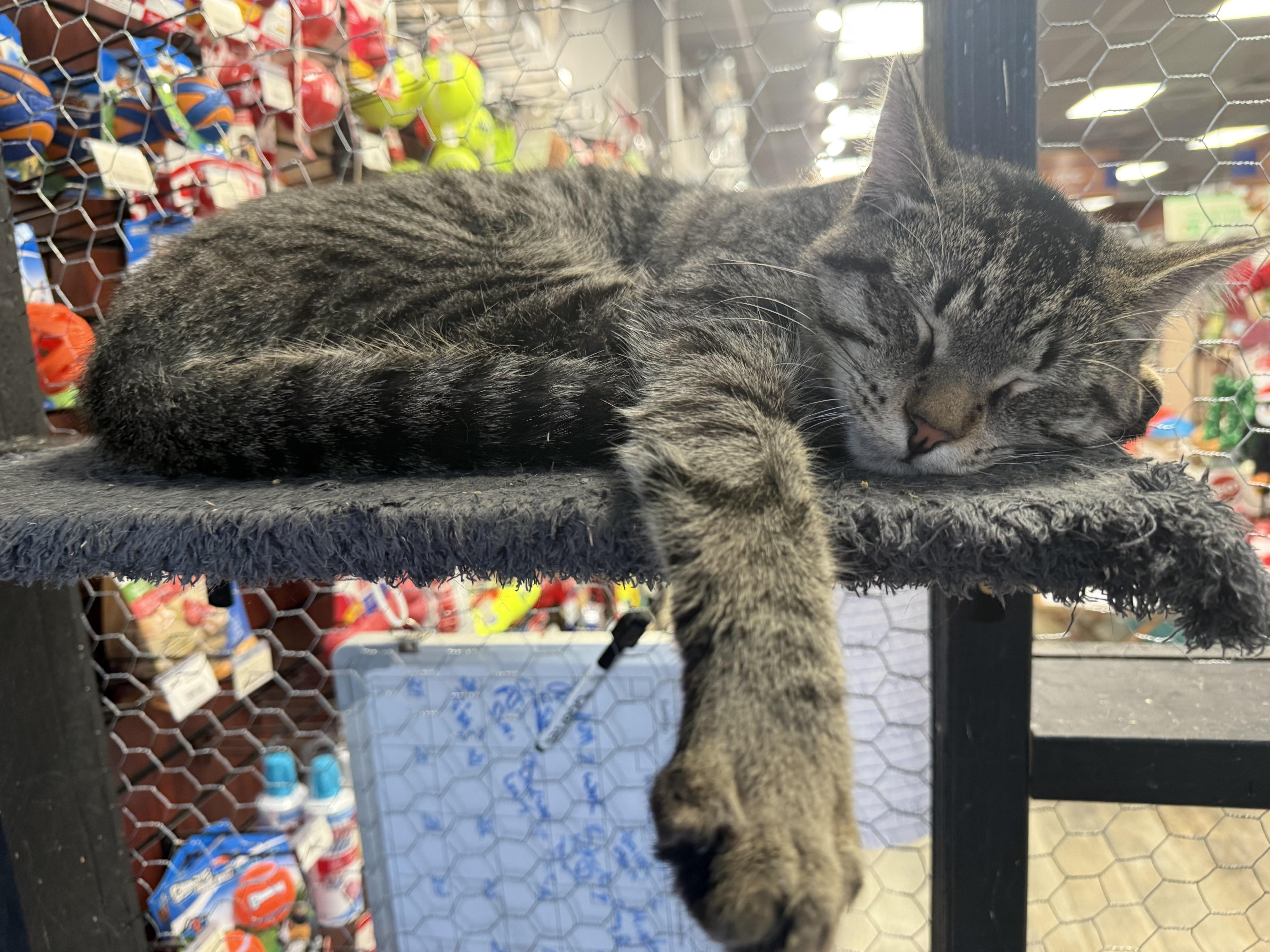 Finn, ADOPTABLE, Young Male Domestic Short Hair.