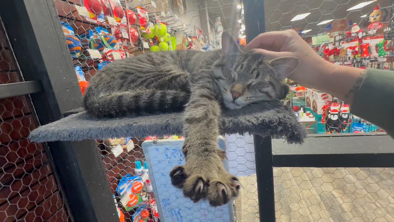 Enlarge Finn, a ADOPTABLE Domestic Short Hair in Galloway, NJ video 2/2