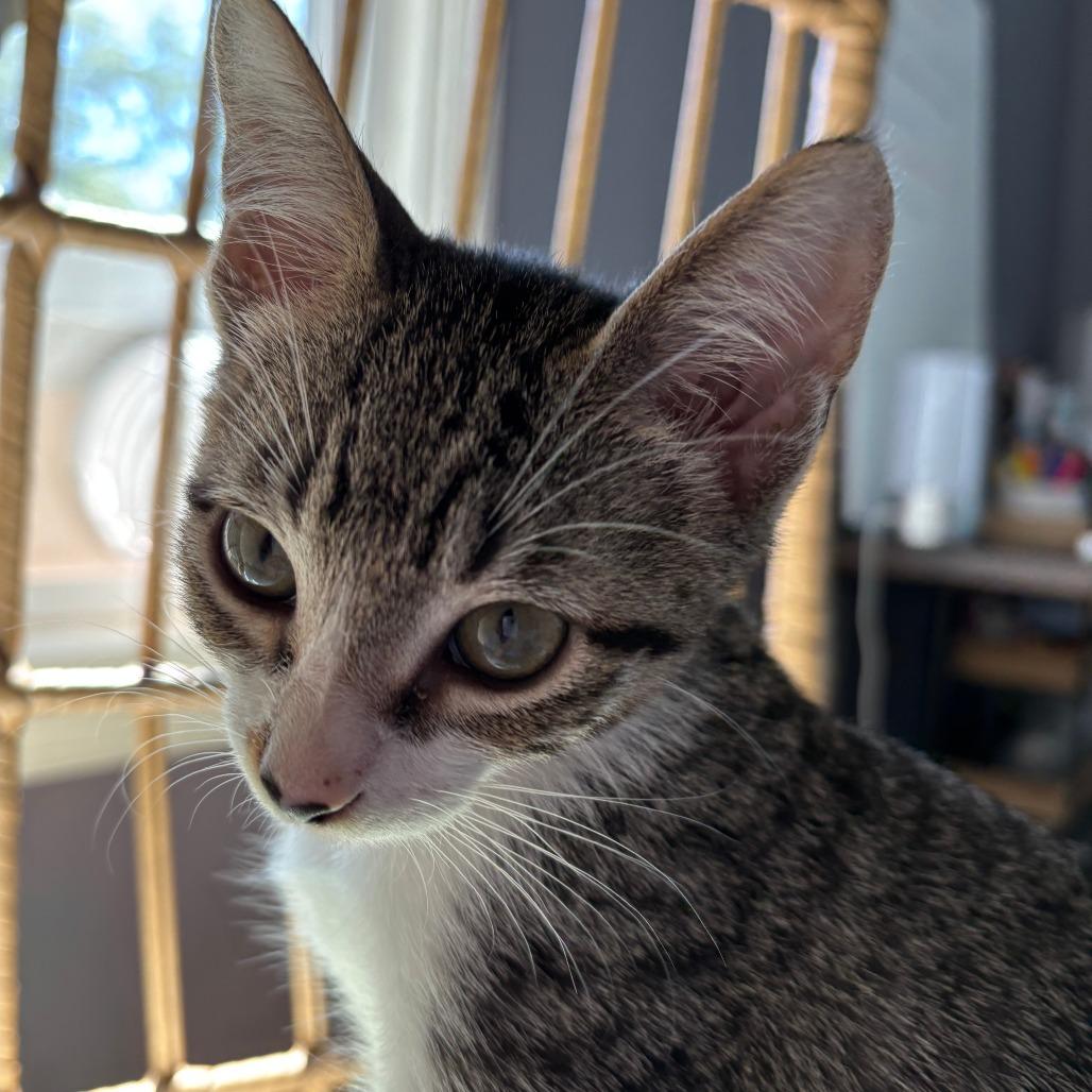 Dax, Adoptable, Kitten Male Domestic Short Hair.