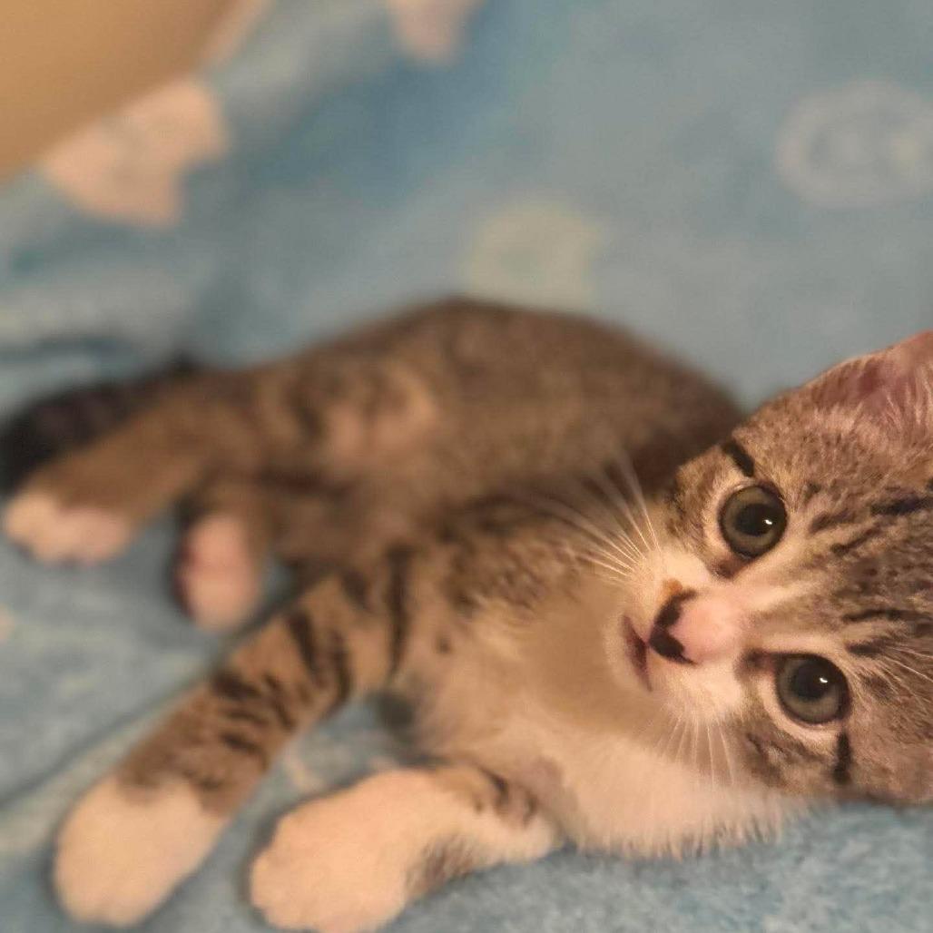 Dax, a Adoptable Domestic Short Hair in Redmond, WA image 2/2