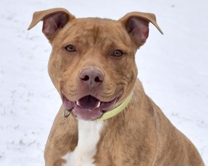 Griffon, Adoptable, Adult Male Mixed Breed & Mixed Breed.