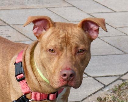 Colin, Adoptable, Adult Male Mixed Breed & Mixed Breed.