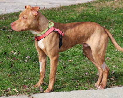 Enlarge Colin, a Adoptable Mixed Breed in West Seneca, NY image 2/3