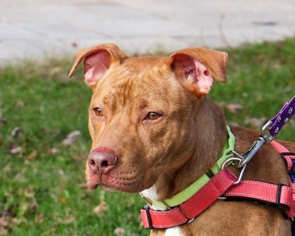 Enlarge Colin, a Adoptable Mixed Breed in West Seneca, NY image 3/3